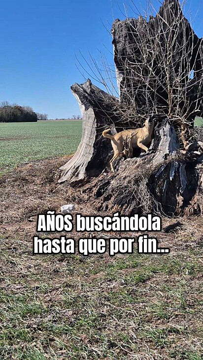 A cachorrinha muito arisca não deixava aproximação.
