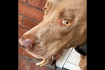 Achando estranho, mulher vê duas pernas saindo da boca do seu cachorro e pede para ele soltar logo.