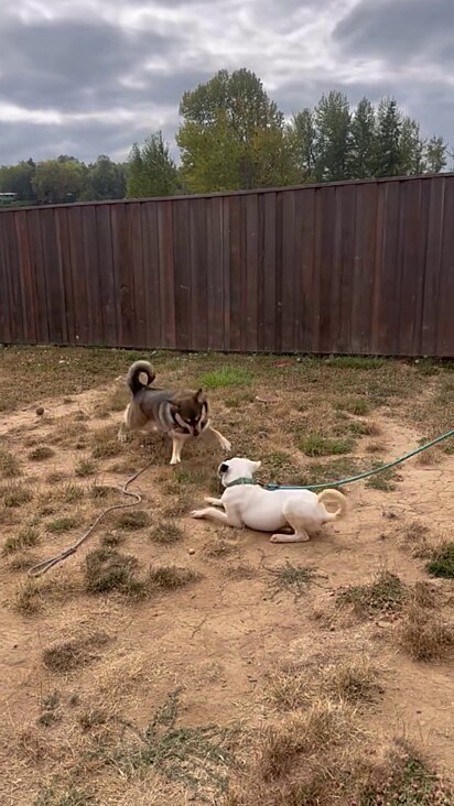 O cão ganhou uma irmã canina e nunca mais irá se sentir sozinho.