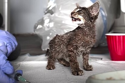 Protetores choram ao acolher gatinho encontrado totalmente coberto de tinta.