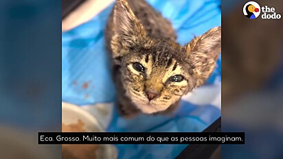 O felino passou por 15 banhos e uma tosa.