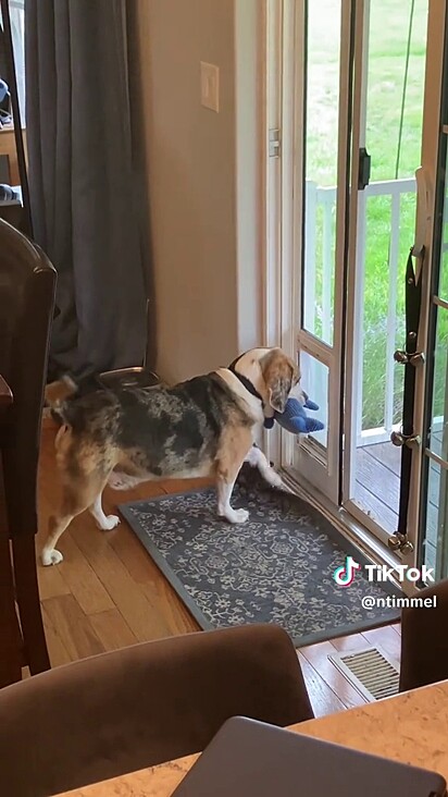 O homem decidiu registrar a cena quando percebeu o que o cão estava fazendo.