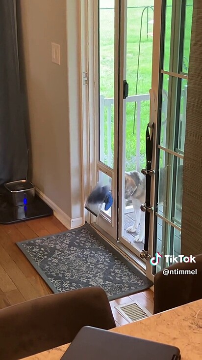 O cachorro conseguiu passar pela portinha com a pelúcia.