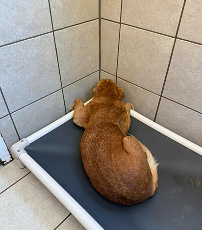 Lenore vivia pelos cantos, evitando qualquer contato humano.
