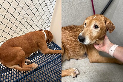 Superando medo, cachorrinha caramelo que nunca teve família descobre que é seguro deixar voluntários ver seu lindo rostinho.