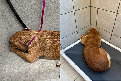 Superando medo, cachorrinha caramelo que nunca teve família descobre que é seguro deixar voluntários ver seu lindo rostinho.
