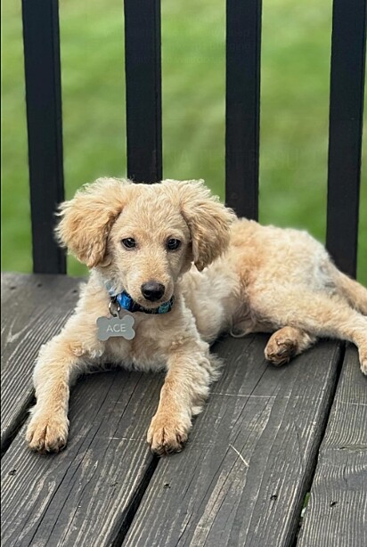 Ace, aos dois meses, mostrou não ser um cachorro da raça poodle toy.
