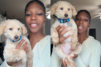 Acreditando que estava adotando um cachorro da raça poodle, mulher descobre mentira três meses depois.