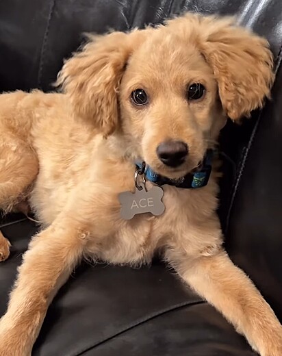 O cachorro Ace é 10% de cocker spaniel e 90 % poodle.