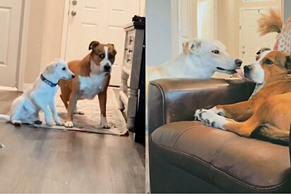 Cachorro mais velho não vai com a cara do novo filhote - mas o mais novo não desiste de conquistar seu coração.