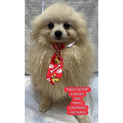 O cachorrinho Tiago Leifer.