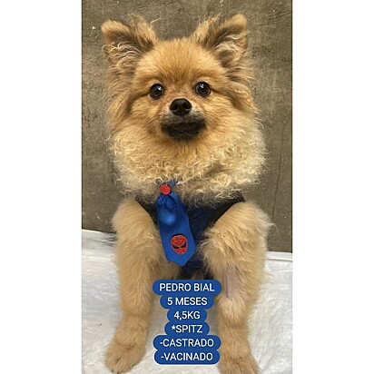 O cachorrinho Pedro Bial.