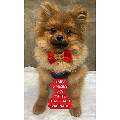 O cachorrinho Babu.