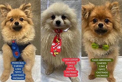 Cachorros da raça Lulu da Pomerânia são salvos de canil clandestino e aguardam adoção responsável.