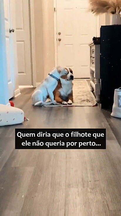 Sunny mudou completamente a vida do cão mais velho.