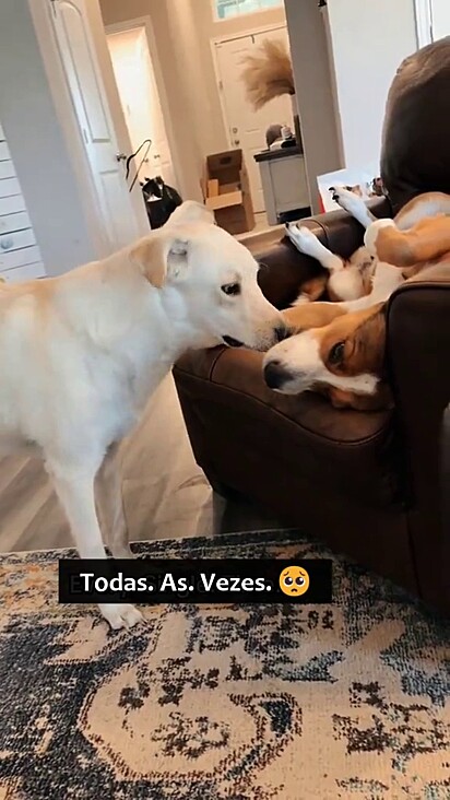 O novo filhote Sunny não desistiu até conquistar o coração do cão mais velho.