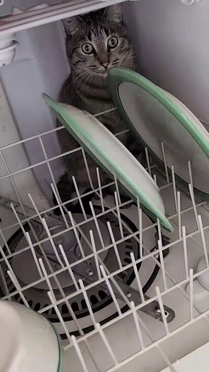 O gato dentro da máquina, junto com pratos.