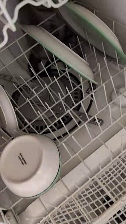 Apollo adora procurar locais improvisados para se esconder.