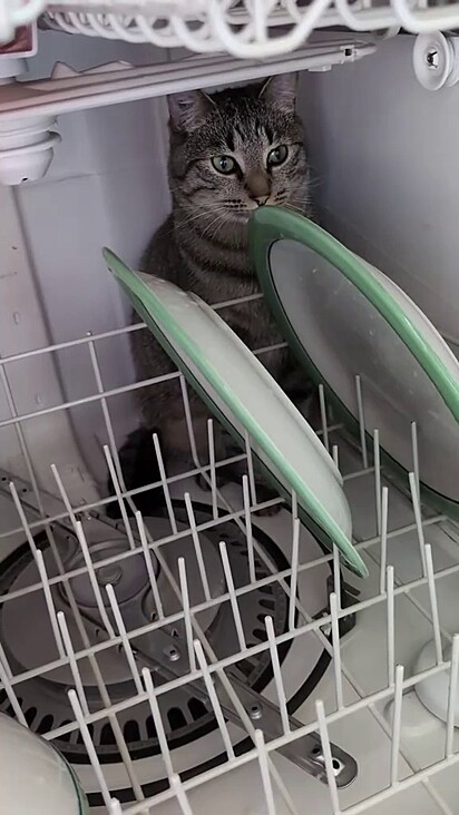 O gato escondido dentro da máquina de lavar louças.