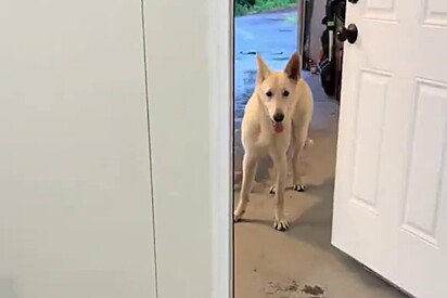 Cachorro recém adotado dá seus primeiros passos cautelosos para dentro de novo lar e vídeo emociona web