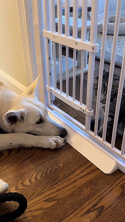 O cão ganhou dois irmãos felinos.