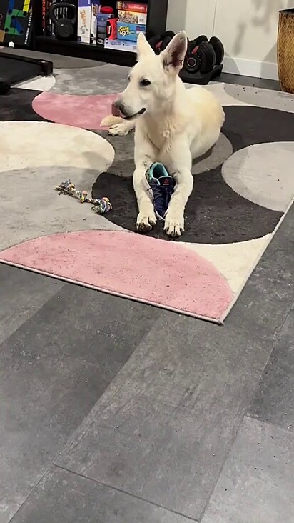 O cão escolheu seu lar e tirou a sorte grande ao ser escolhido de volta.