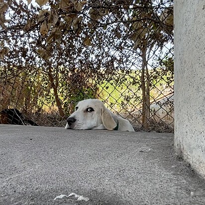 O cão estava esperando por ajuda.
