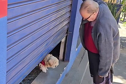 Shitzu contratado como segurança, dorme demais, acaba esquecido e ainda reclama do chefe que voltou para abrir a porta 