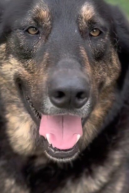 Ash é um cachorro da raça pastor alemão que sabe intimidar a vizinhança.