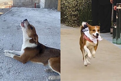 Cachorrinha que uivava de tristeza em obra, é adotada por arquiteta e brilha como daminha no casamento da tutora.