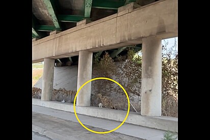 Motoristas param em rodovia movimentada ao verem um rostinho triste olhando para eles.