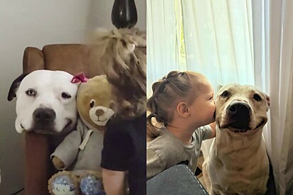 Marshmallow sorridente: Cão pitbull solta sorriso perfeito ao brincar de boneca com menininha e cena encanta