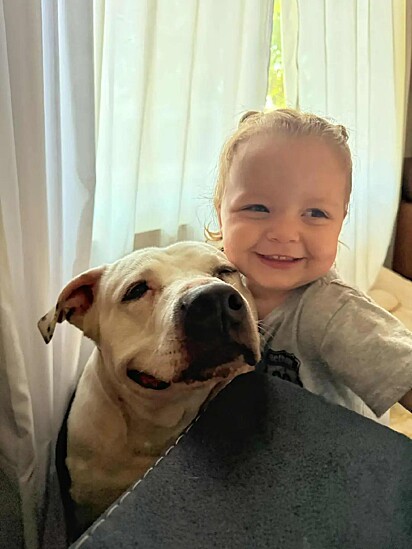 O pitbull adora sua mini humana.
