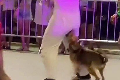 Primeiro você começa: Cão caramelo que colocou artista para correr em 2018, reaparece e mostra que melhorou sua técnica
