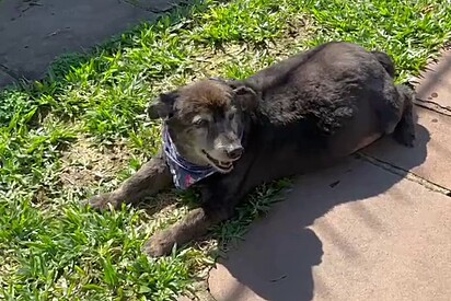 Cachorrinho idoso ganha um lar após sete anos no canil; ele ficou com as patas atrofiadas por não ter onde correr