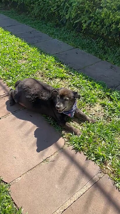 O cachorrinho viveu anos no abrigo de animais.