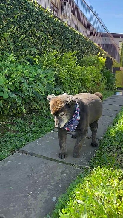 O cachorrinho anda com dificuldade.