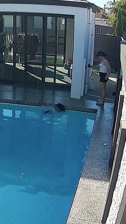 A cachorrinha já é idosa e não viu a borda da piscina.