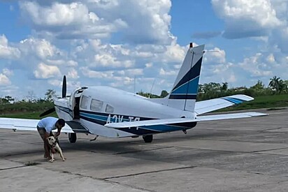 Cão tenta seguir tutor enfermo que foi resgatado de avião, e cena causa comoção no AC
