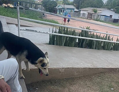 O cachorro Bailey é muito fiel ao seu tutor.