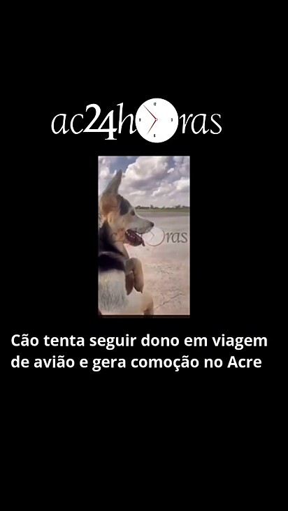 O cachorro ficou esperando pela volta do dono.