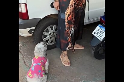 Zero humildade: Cachorra Shih-tzu fica famosa por não aceitar andar de Uno e cena chama atenção.