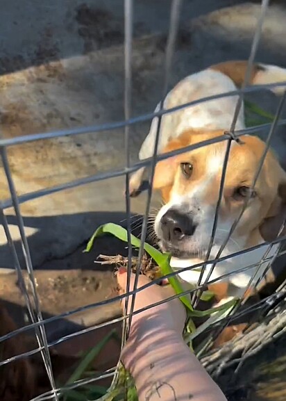 Os cães amam quando ganham uma graminha.