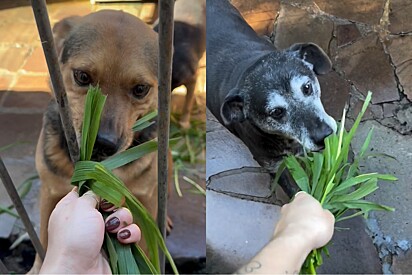 Cães de abrigo explodem de felicidade ao ganhar graminha de veterinária e cena emociona.