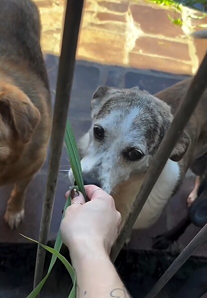 A grama pode parecer simples, mas para os cães do abrigo significa alegria, saúde e bem-estar..