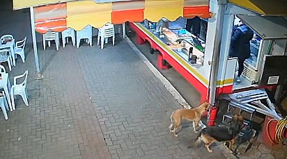 Túlio cuida de cães em situação de rua.