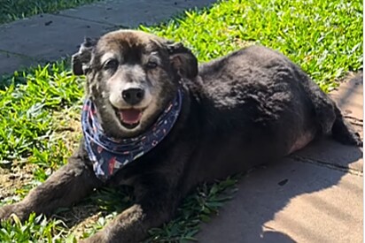 Cachorrinho idoso ganha um lar após sete anos no canil; ele ficou com as patas atrofiadas por não ter onde correr