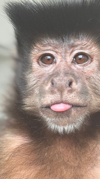 O macaco não foge de casa, apenas gosta de explorar.