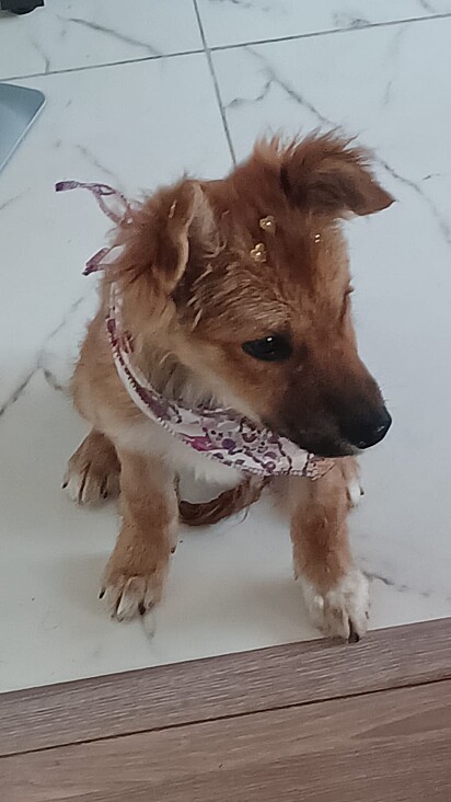 A cachorrinha Lulu foi adotada rapidamente.