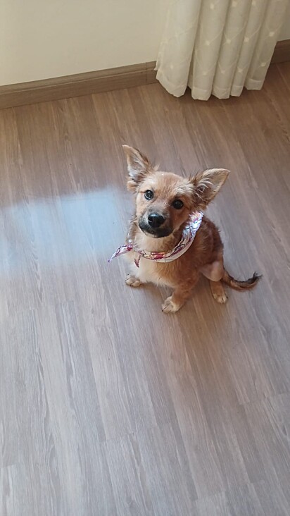 A cachorrinha se recuperou e ganhou um lar.